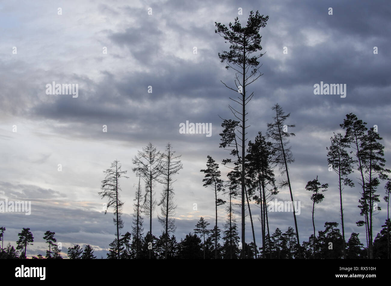 Baum/Wald - Silhouetten vor einem grauen Wolken Himmel Stockfoto