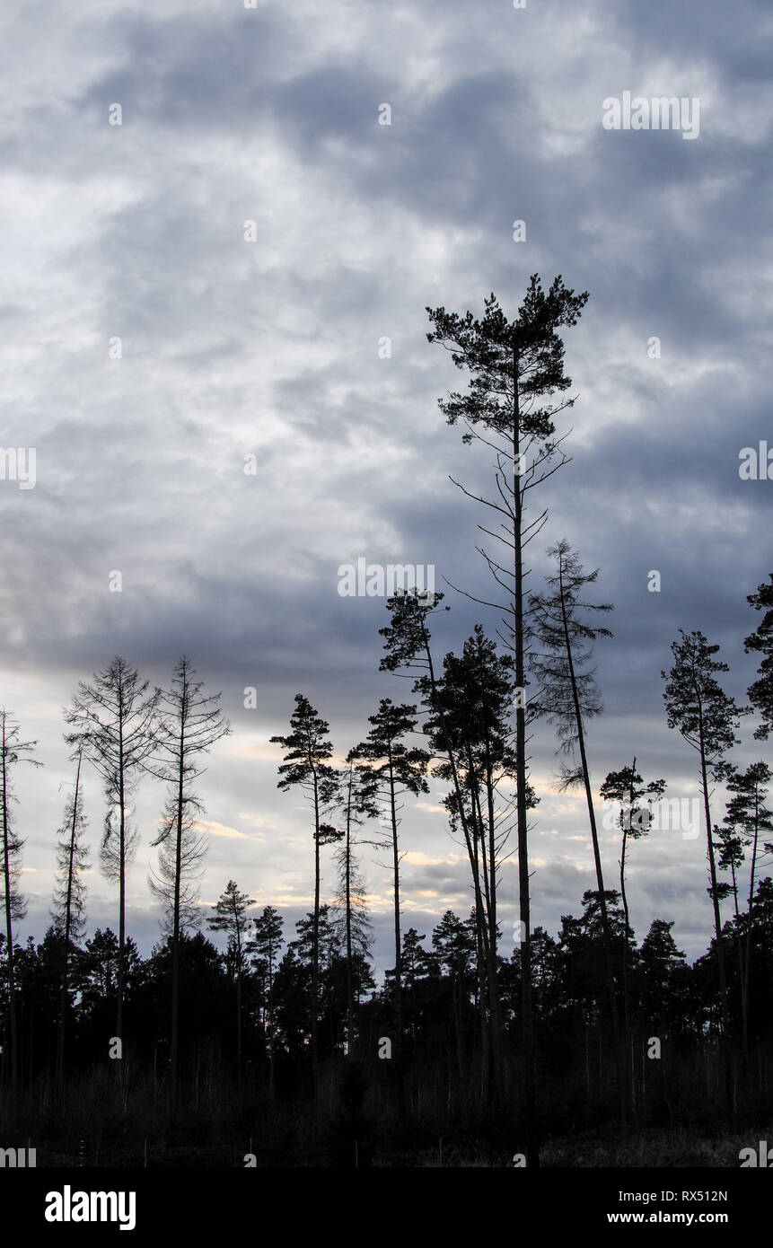 Baum/Wald - Silhouetten vor einem grauen Wolken Himmel Stockfoto