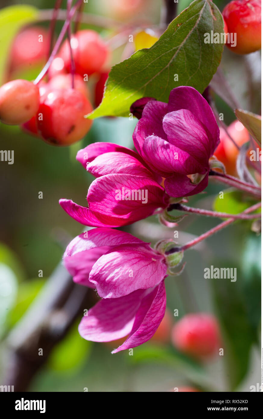 Botanik, Blüte und Frucht des Ornamentalen, Vorsicht! Für Greetingcard-Use/Postcard-Use in deutschsprachigen Ländern gibt es einige Einschränkungen Stockfoto