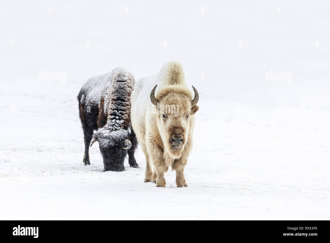 Weiße Bison, oder White Buffalo, Bison bison Bison, im Winter, eine seltene und heiliges Tier, Manitoba, Kanada Stockfoto