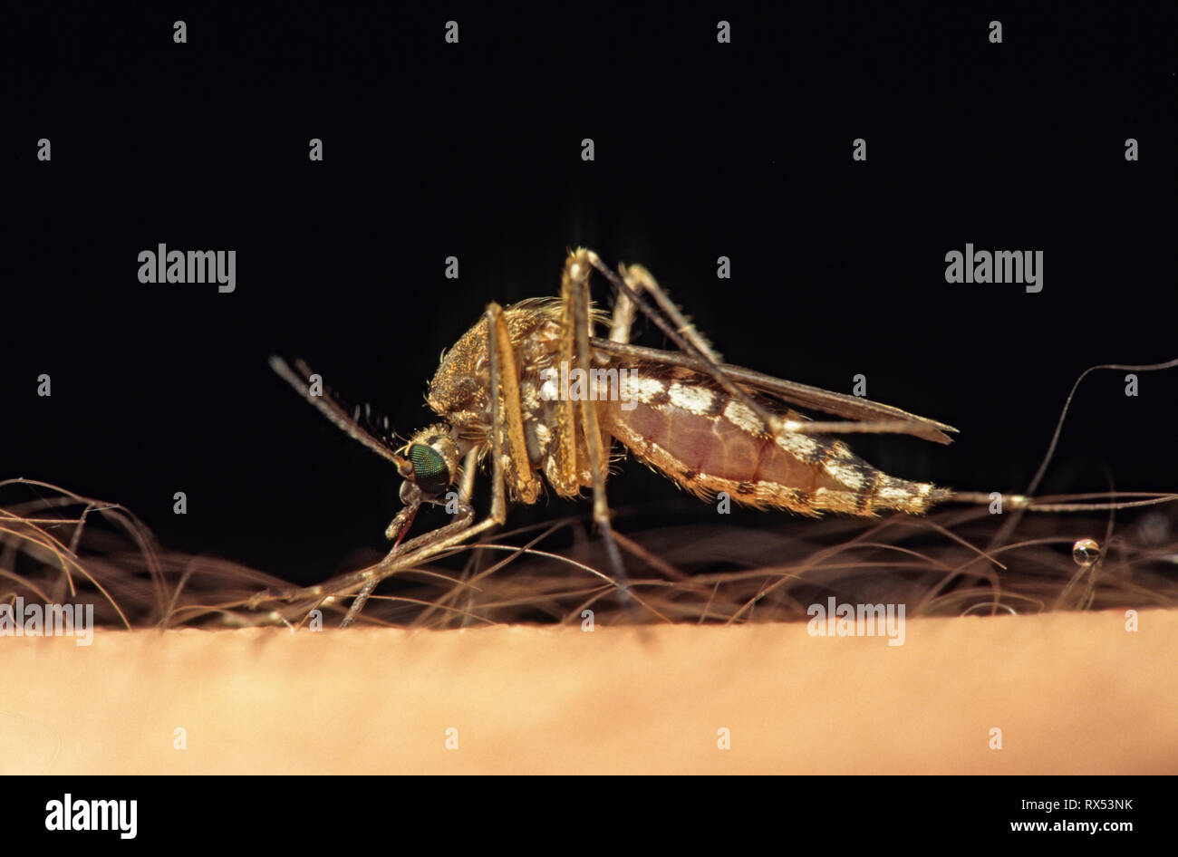 Moskito Fütterung auf menschliche, Saskatchewan, Kanada Stockfoto