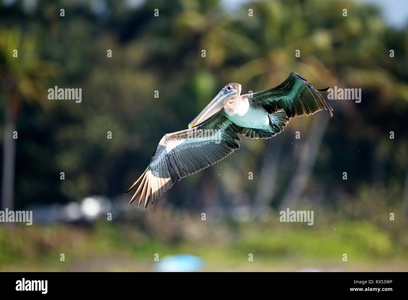 Ein Pelikan fliegt mit ausbreiteten Flügeln Stockfoto
