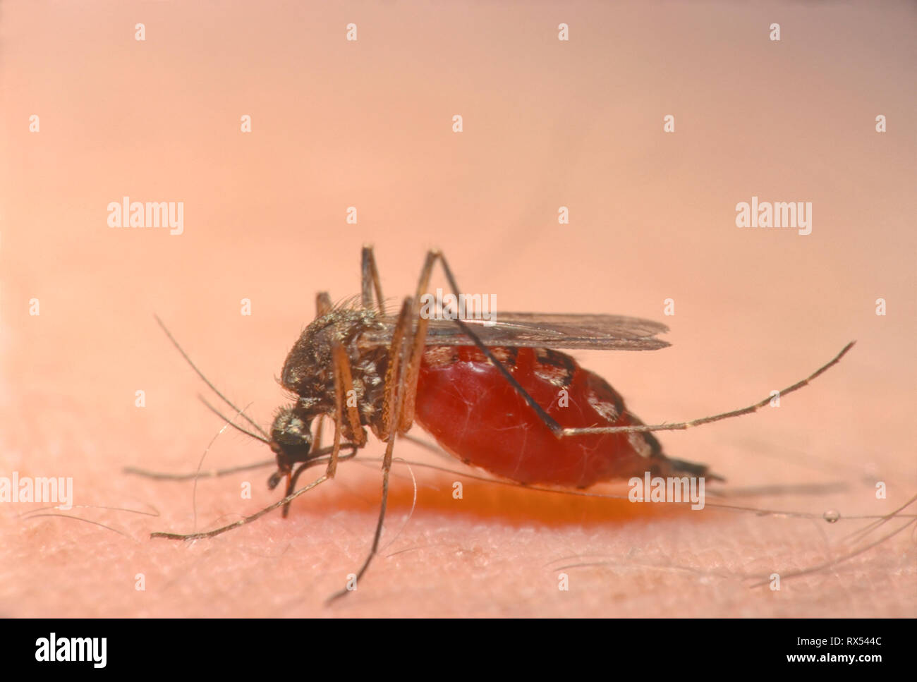 Moskito, Aedes sp., Fütterung auf menschliche, Saskatchewan, Kanada Stockfoto