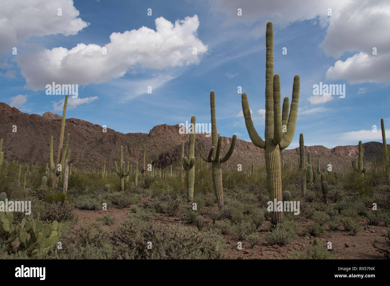 Saguaro Kaktus (Carnegiea gigantea) in der Sonora Wüste im Saguaro National Park, Tucson, AZ Stockfoto