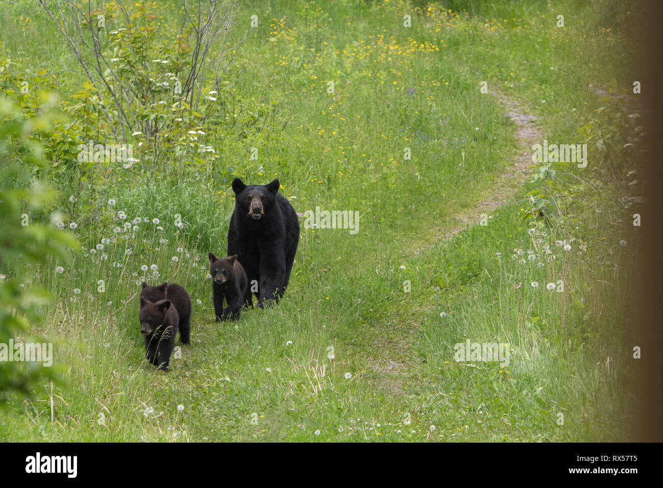 Wild American Black Bear (Ursus americanus), Mutter und Jungen, Sommer, Ontario, Kanada. Stockfoto