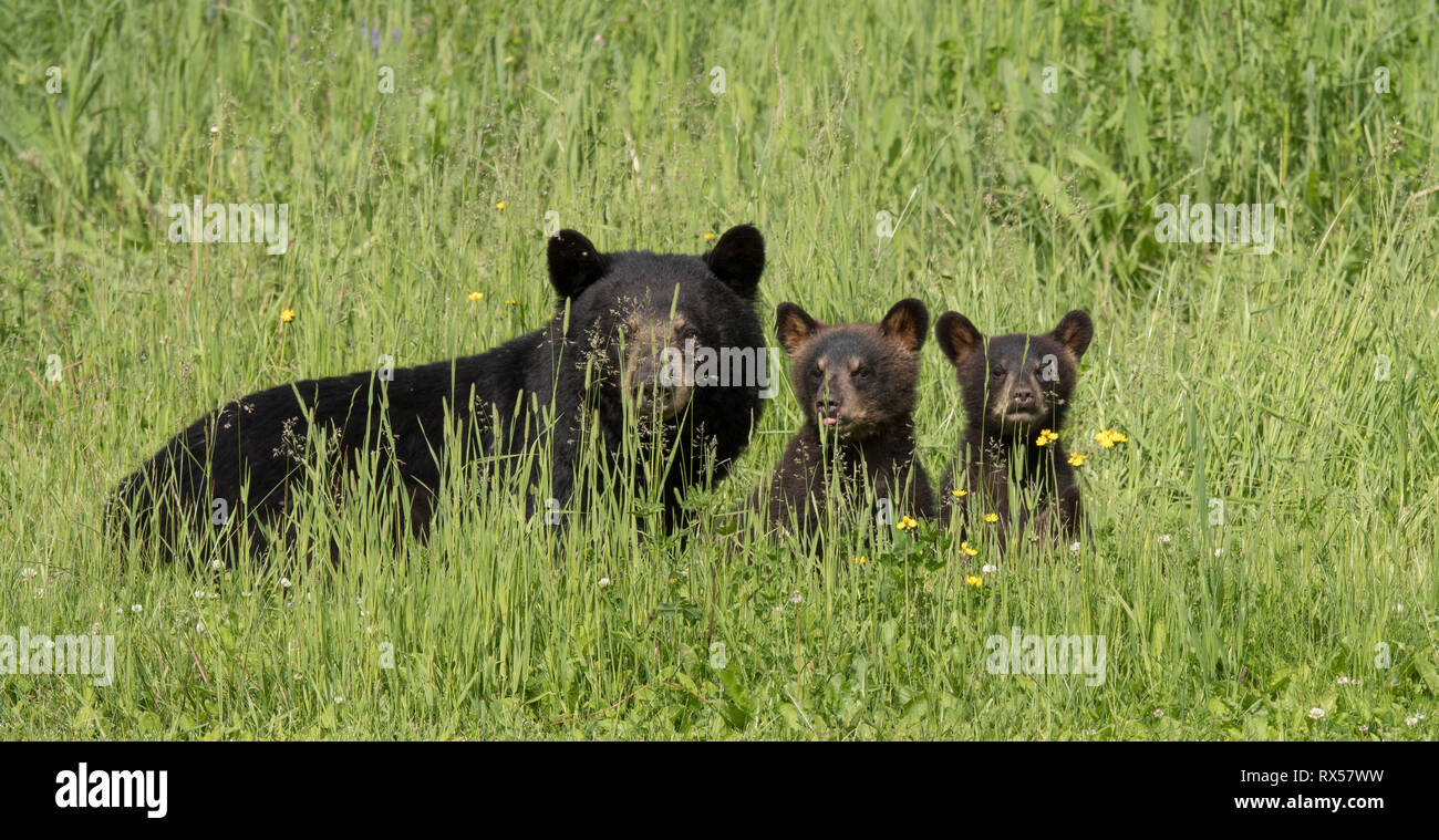 Amerikanischer Schwarzbär (Ursus americanus), Mutter und Jungen, Sommer, in der Nähe von Thunder Bay, Ontario Stockfoto