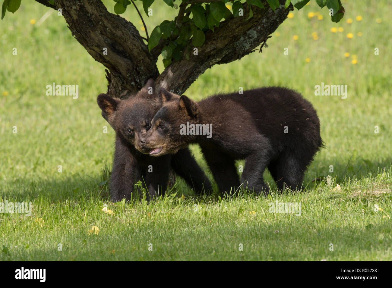 American Black Bear Cubs (Ursus americanus), Sommer, in der Nähe von Thunder Bay, Ontario Stockfoto
