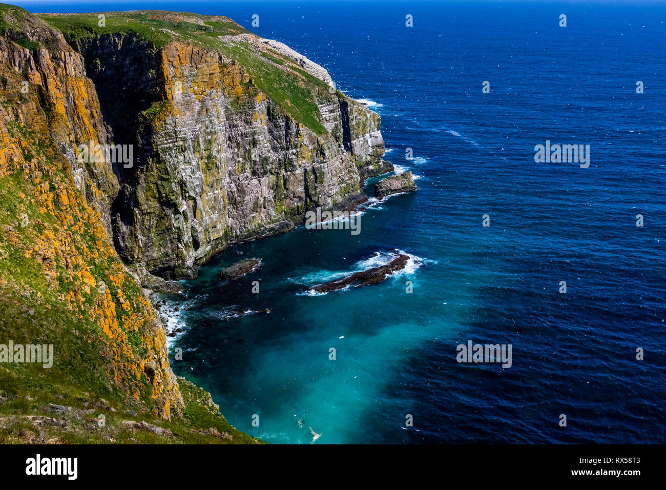 Cape St. Mary's Ecological Reserve im Sommer, Basstölpel, Dreizehenmöwe, Mures, seabird Kolonie, Neufundland, Kanada Stockfoto