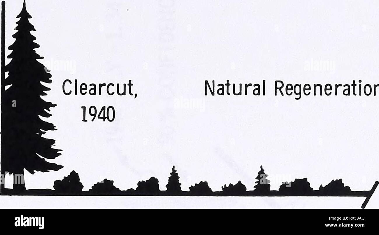 Auswirkungen von Holz schneiden und Auswirkungen von Holz schneiden und Rekultivierung auf Schnee und Schmelzen im Norden von Idaho effectsoftimberc 224 haup Jahr: 1979 Natürliche Regeneration, Unverdünnte, schlecht ausgestattete, dichten Bru 1 6 LU4o * CO0 M = 3.0 1 E 1 L 1940 '42 '44 '46 '48* 50' 52 Jahr Abbildung 5: - Schnee W.E. Gewinne auf Recovery plot, Südhang 66' 68 7 0 7 2 74 Nachdem Holz ist gelöscht, der Südhang Eröffnung präsentiert eine sogar feindlichen Umwelt für die Erhaltung der Schnee. Ausgesetzt zu erheblichen Wind reinigen, erhöhte Winter schmelzen, und größere Oberfläche verdampfen/Sublimation, das Clearing registriert Stockfoto