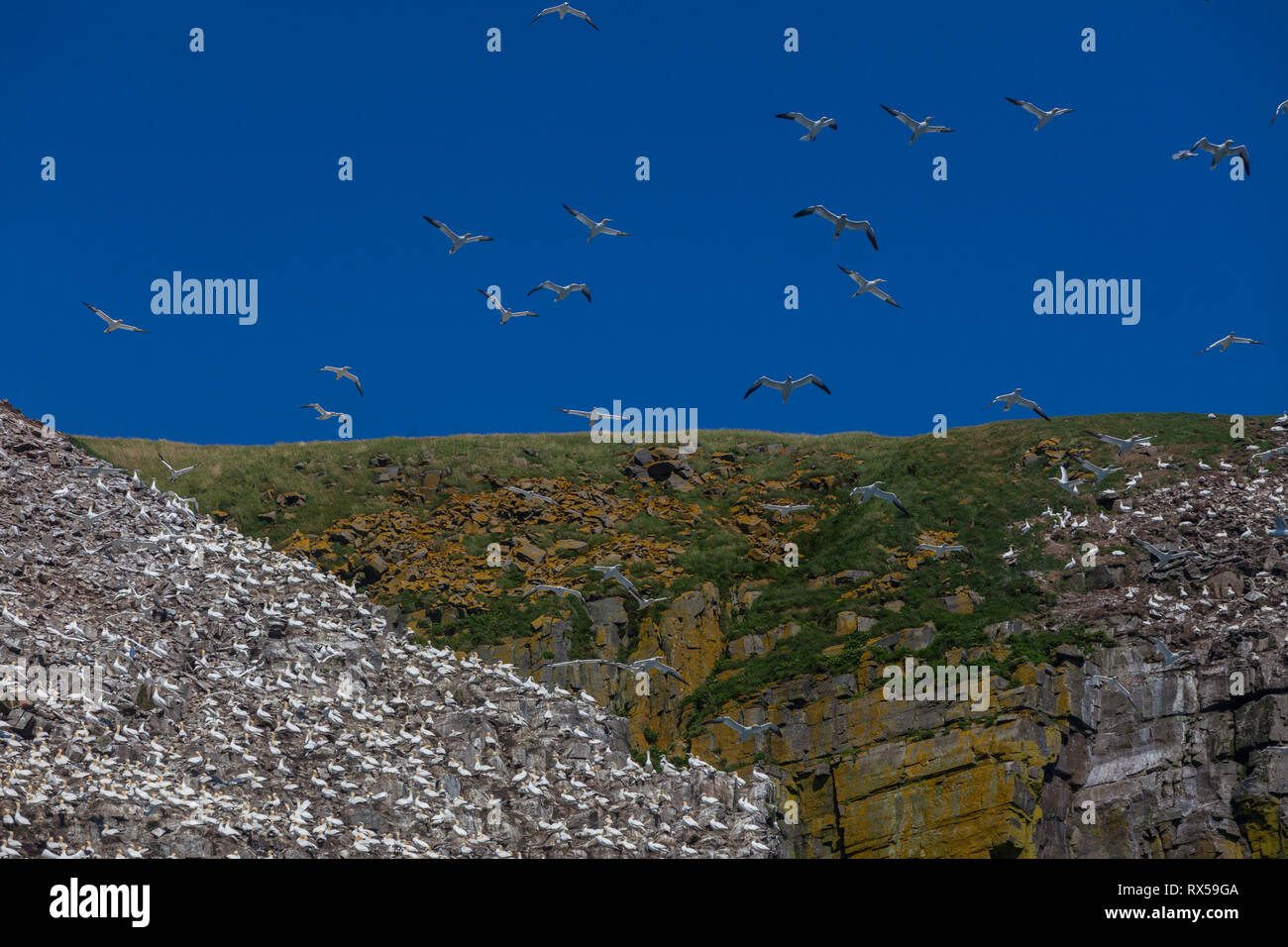 Bird Rock, Cape St. Mary's Ecological Reserve im Sommer, Basstölpel, Dreizehenmöwe, Mures, seabird Kolonie, Neufundland, Kanada Stockfoto