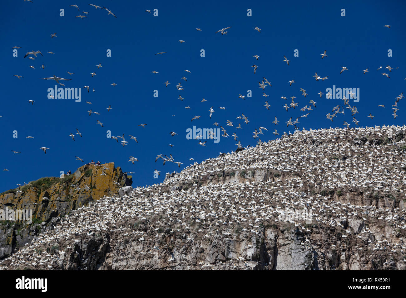 Bird Rock, Cape St. Mary's Ecological Reserve im Sommer, Basstölpel, Dreizehenmöwe, Mures, seabird Kolonie, Neufundland, Kanada Stockfoto