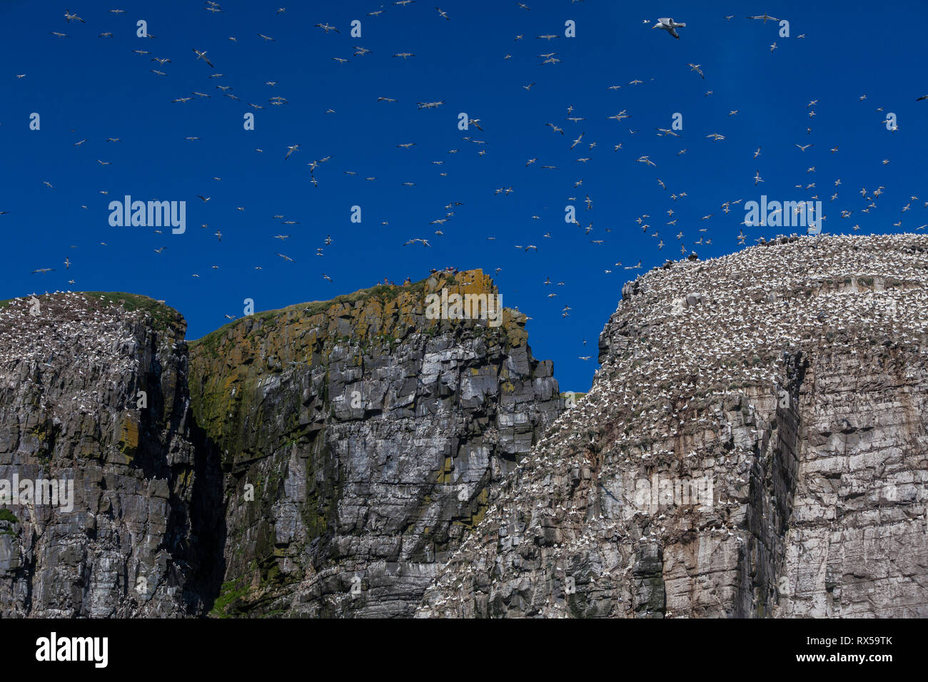 Bird Rock, Cape St. Mary's Ecological Reserve im Sommer, Basstölpel, Dreizehenmöwe, Mures, seabird Kolonie, Neufundland, Kanada Stockfoto