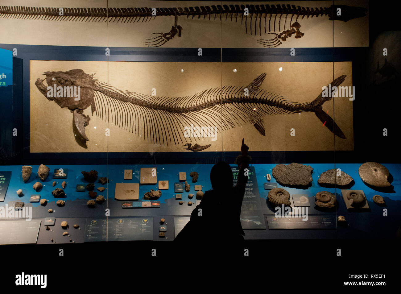 Nordamerika, Usa, Illinois, Chicago, Field Museum of Natural History, teleost Fisch, xiphactinus Audax Stockfoto