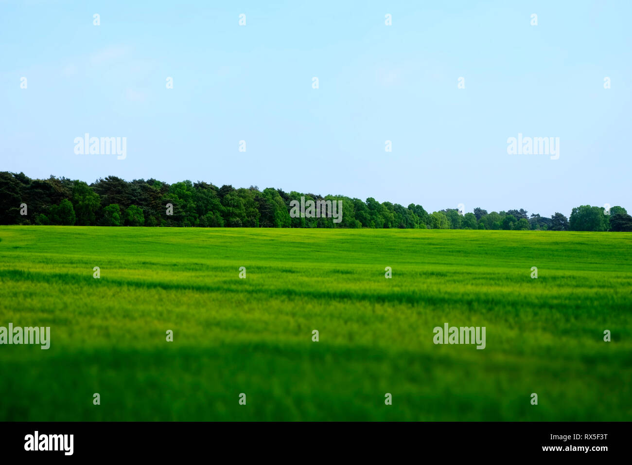 Maisfeld Sutton Heide Suffolk England Stockfoto