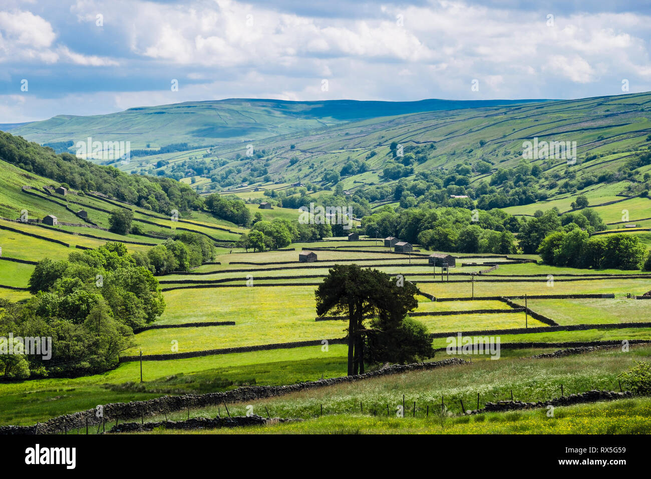 Blick auf das Tal von Buttercup Felder mit Scheunen und Steinmauern. Thwaite, Obere Swaledale, Yorkshire Dales National Park, North Yorkshire, England, Großbritannien Stockfoto
