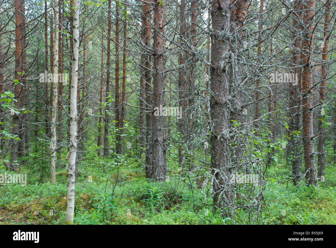 Taiga Forest (borealen Wald) biome, natürliche wilde Landschaft im Nordosten Finnland, Europa, mit Nadelbäumen einschließlich Kiefern und Fichten. Stockfoto