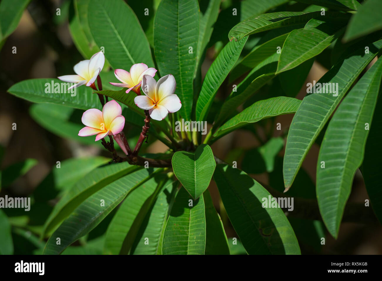 Gruppe von gelb weiss und rosa Blumen auf einem grünen Hintergrund, Frangipani, Plumeria. Stockfoto