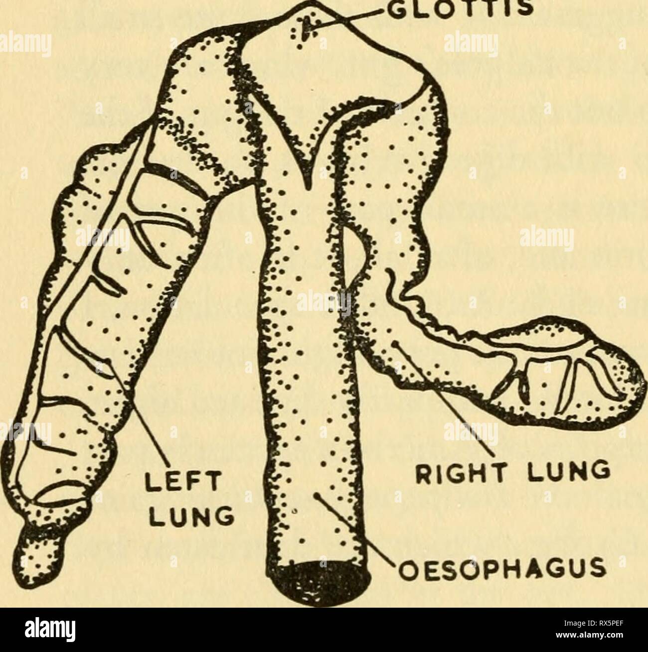 Die ökologie und Geschichte der Ökologie und Leben Geschichte der Grasfrosch (Rana temporaria temporaria) ecologylifehisto 00 sava Jahr: 1962 SOPHAGUS rechte Lunge 3 MM GLOTTIS ÖSOPHAGUS ÖSOPHAGUS Stockfoto