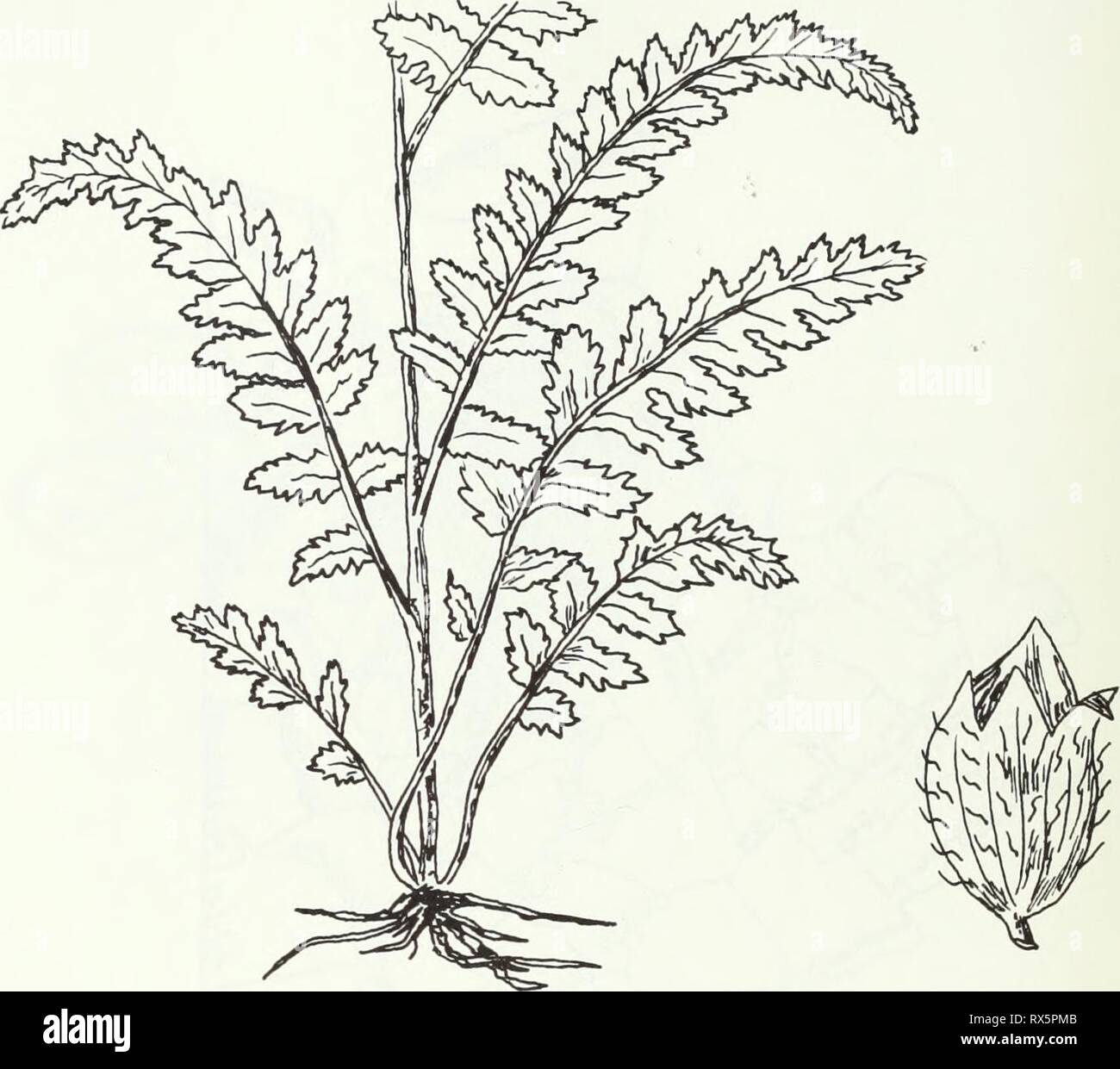 Östlichen Staaten bedrohte Pflanzen (1980) östlichen Staaten bedrohte Pflanzen easternstatesend 16 nels Jahr: 1980 Spannet die Lousewort Entfernen forbishiae Beschreibung: Groß, 40 bis 90 mm hoch. Blätter sind pinnately parted und der kurzen länglich Divisionen pinnafid - eingeschnitten. Kelch 5 lappig, obere Lippe der Corolla gerade. Blüten im Juli und August. Bereich: Northern Maine und New Brunswick; an den Ufern des St. John's River. Lebensraum: Wälder, Lichtungen, und Flussufer. Bezug: Gruber, D 1977. Der mächtige Furbish lousewort. Harvard Magazine 79(7): 54-55. Funken, Z 1977. Saga des Furbish lousewort. B Stockfoto