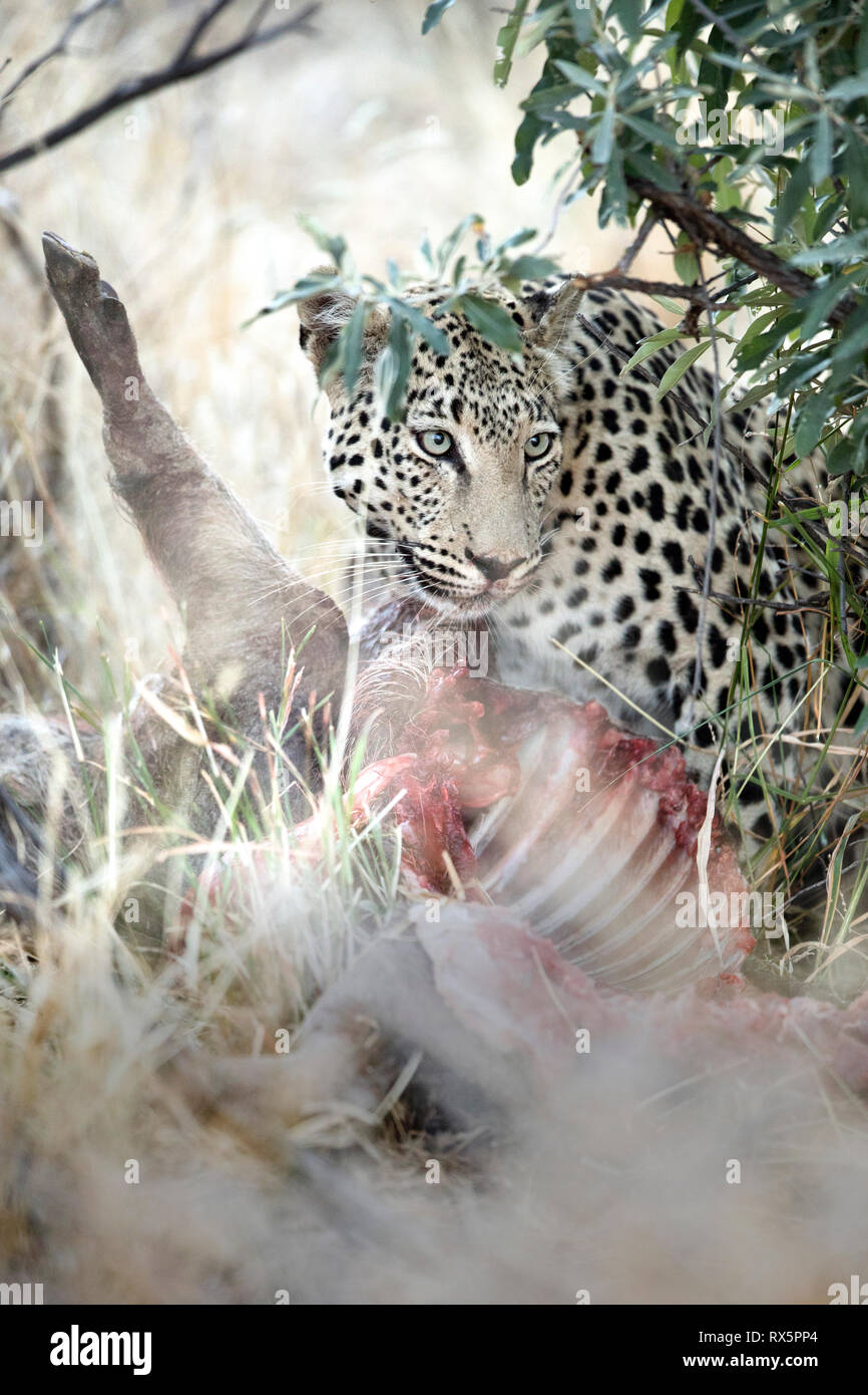 Ein Leopard auf einem Töten in Namibia. Stockfoto