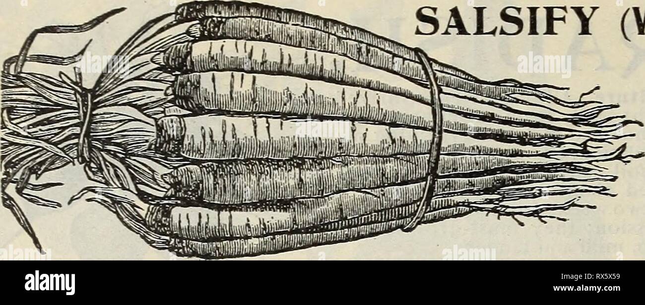 E H Jagd seedsman E.H. Hunt: seedsman ehhuntseedsman 1895 Jagd Jahr: 1895 34 E.H. HUNT, SEEDSMAN, Chicago, Illinois. Schwarzwurzeln. Sauerampfer. Kultur. Aussaat im April in einer reichen, weicher Boden, in flachen Bohrer, 12 Zoll auseinander, und dünn aus, um die Pflanzen zu sechs Zoll auseinander in die Zeilen, die Stiele abschneiden, wie sie angezeigt werden. Es bleibt im Boden von Jahr zu Jahr. Große Leaved. Für seine Säure kultiviert und viel in Salaten verwendet. Pkt., 5c; Oz, 15 C. Schwarzwurzeln (pflanzliche Auster.) Kultur. Pflegen der par-snip oder Karotten; sow earlv im Frühjahr in Bohrer zwei Zoll in der Tiefe und vier Stockfoto