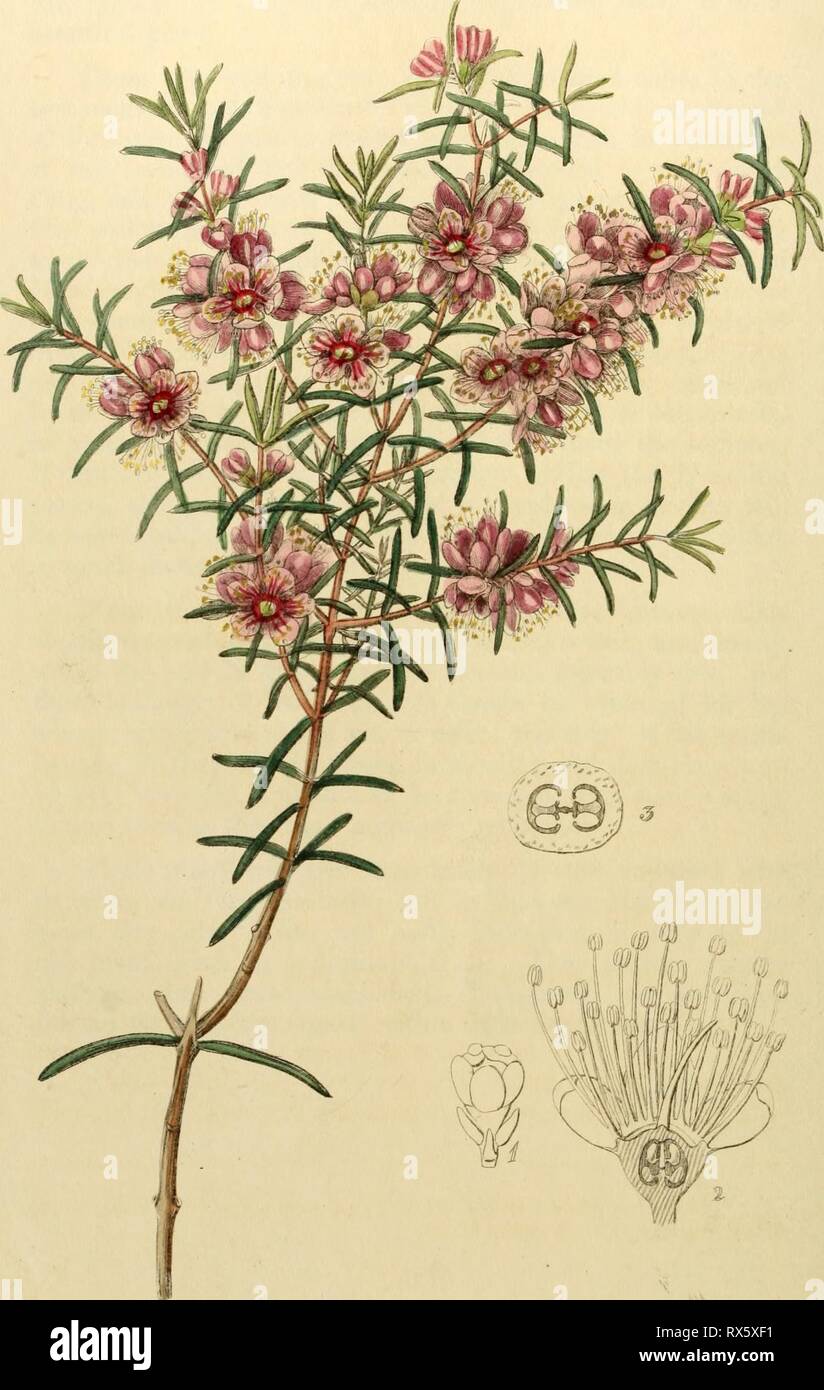 Edwards' botanische registrieren, oder Zierpflanzen Edwards' botanische registrieren, oder, ornamentalen Blumen - Garten und Gebüsch.. edwardsbotanical 29 edwa Jahr: 1829-1847 7/vg • J 'lH.-t. e, ite/*^ uJr i^f fiu/^^^7fiCJ9UC&lt;: cd. J^^/''''/^ olf ^S. h/i^u^ y^ Stockfoto