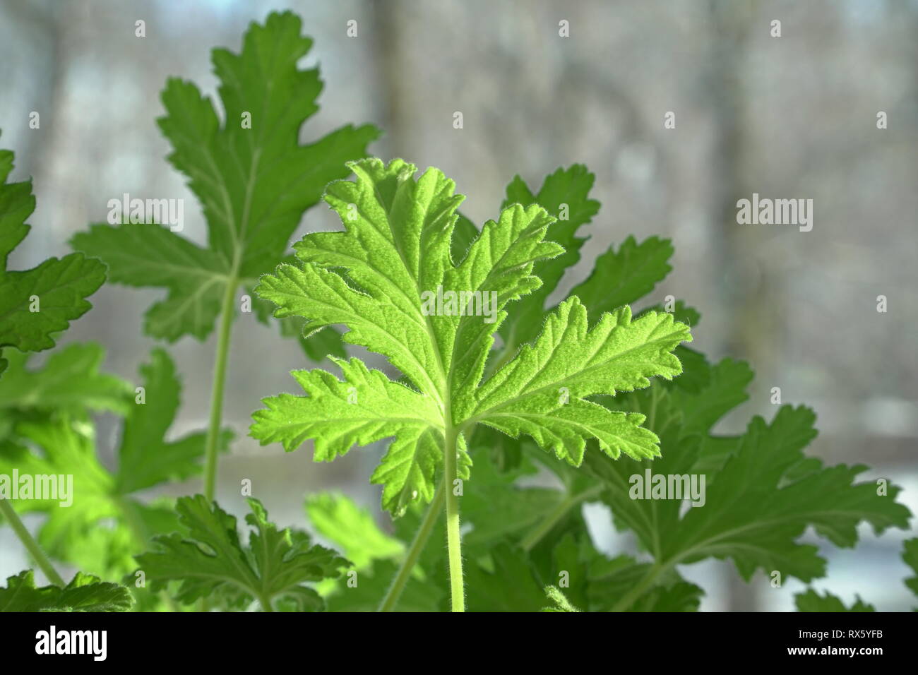 Nahaufnahme der grünen Pelargonium graveolens Pflanze aromatische Blätter. Eine Geranie - wie ein immergrüner Strauch. In der Volksmedizin Blätter der Heilung verwendet Stockfoto