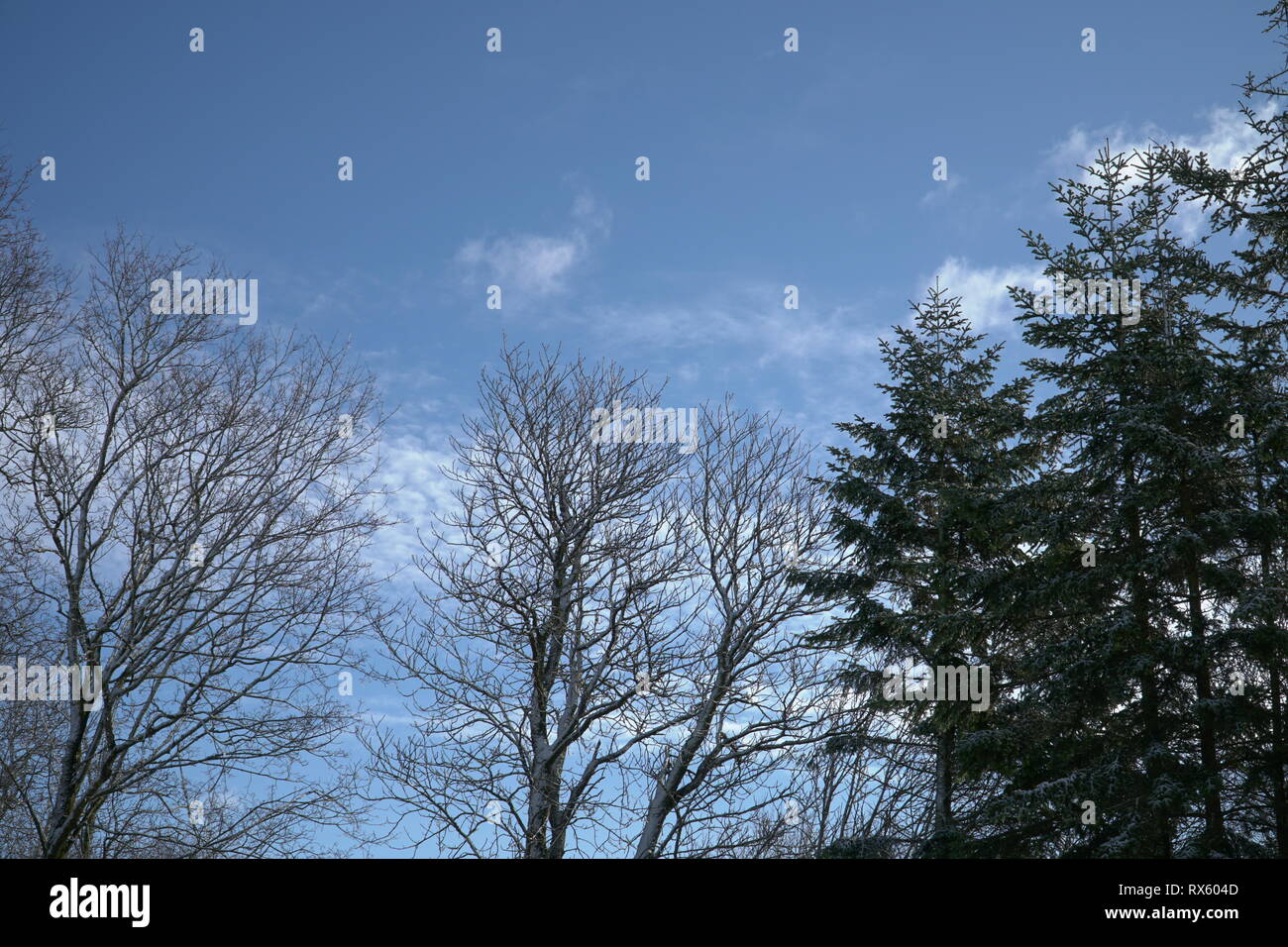 Nackte Zweige auf Blau bewölkter Himmel Hintergrund. Natur Querformat mit großen Fichte und Blatt Bäume von unten in den Himmel. Stockfoto