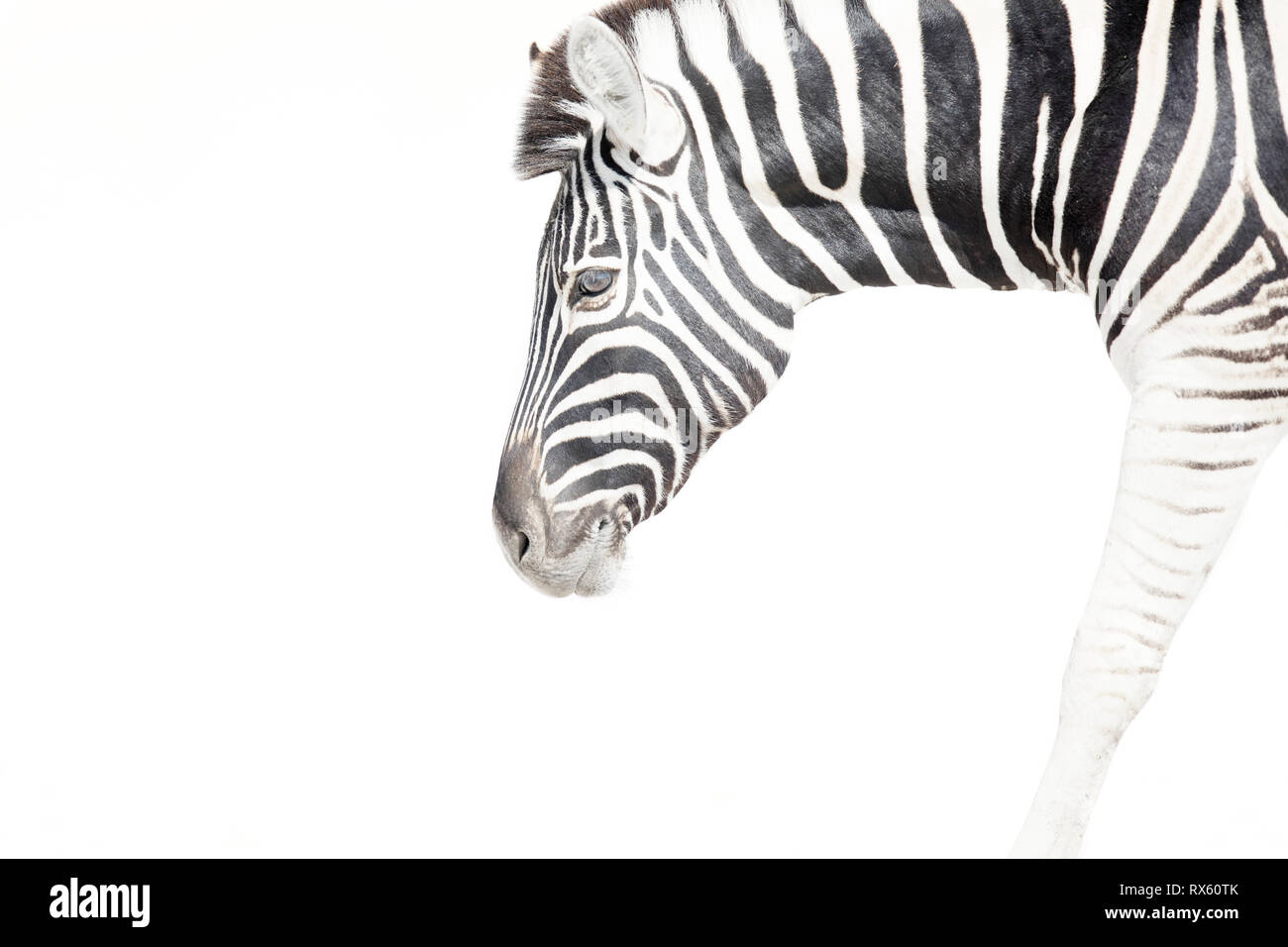 Ein High Key Bild eines Zebras Stockfoto