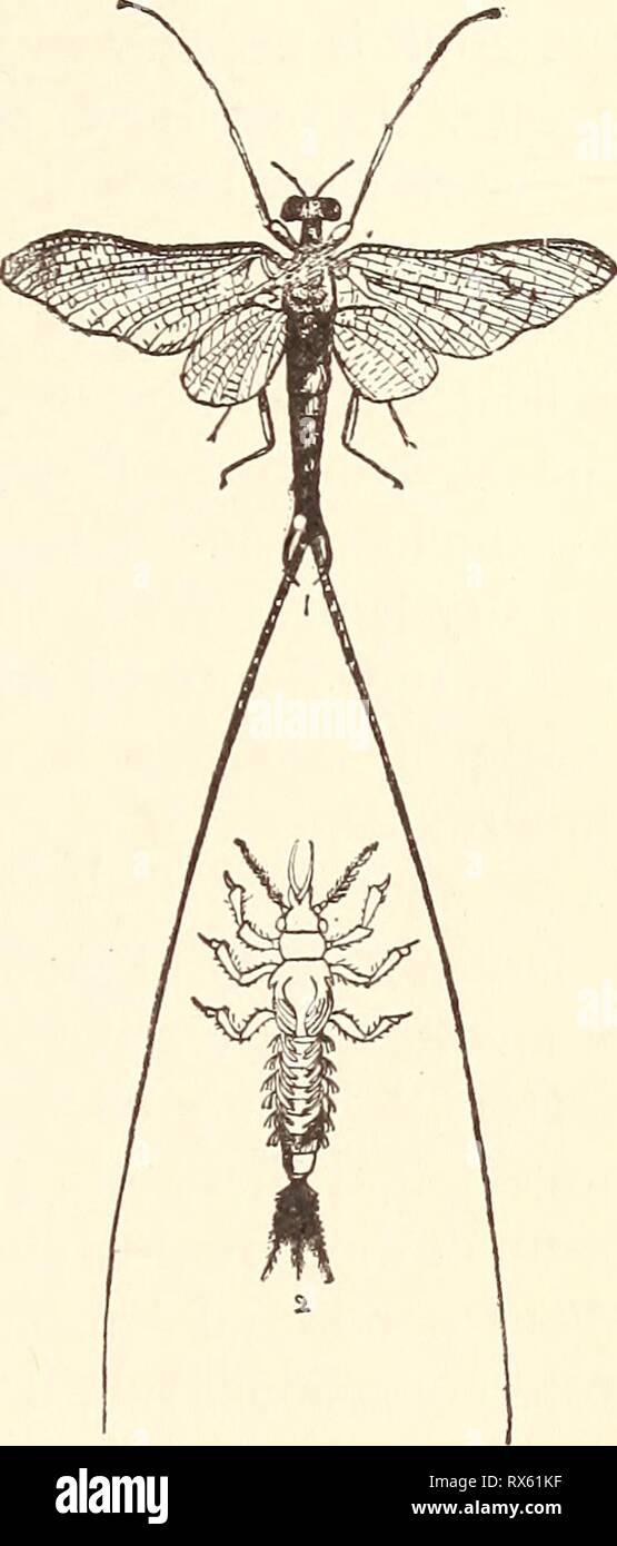 Ökonomische Entomologie für den Landwirt wirtschaftliche Entomologie für den Landwirt.. economicentomolo 00 Smit 0 Jahr: 1896 das Insekt der Welt. 59 Abb. 31. Um EPHEMEROPTERA. Dieser Auftrag umfasst Was sind bekannt als ' ' - ' ' oder '* Tag fliegen,' die Namen anzugeben, dass entweder die Zeit, zu der Sie das erste Mal erscheinen oder die kurze Zeit von ihren erwachsenen Leben. 'May-fliegt" reichlich im Frühjahr oder frühen Sommer auftreten, in der Nähe von Seen, Teichen und Flüssen. Sie sind leicht durch Ihre zerbrechlichen Körper erkannt, an zwei oder drei längst beendet, Thread - wie Anhängsel, und durch ihre große, zarte Flügel, der Posterioren mu Stockfoto