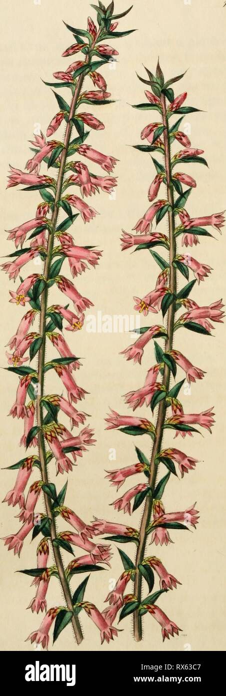 Edwards' botanische registrieren, oder Zierpflanzen Edwards' botanische registrieren, oder, ornamentalen Blumen - Garten und Gebüsch.. edwardsbotanical 25 edwa Jahr: 1829-1847^9 cM, MS) n^Ja'. cfA^ fuJ^/m^SS (jd^ nuj 1 h (..9: jmorMl ^J^/: VL1 f^d^ § &Lt;^^") Un M Stockfoto