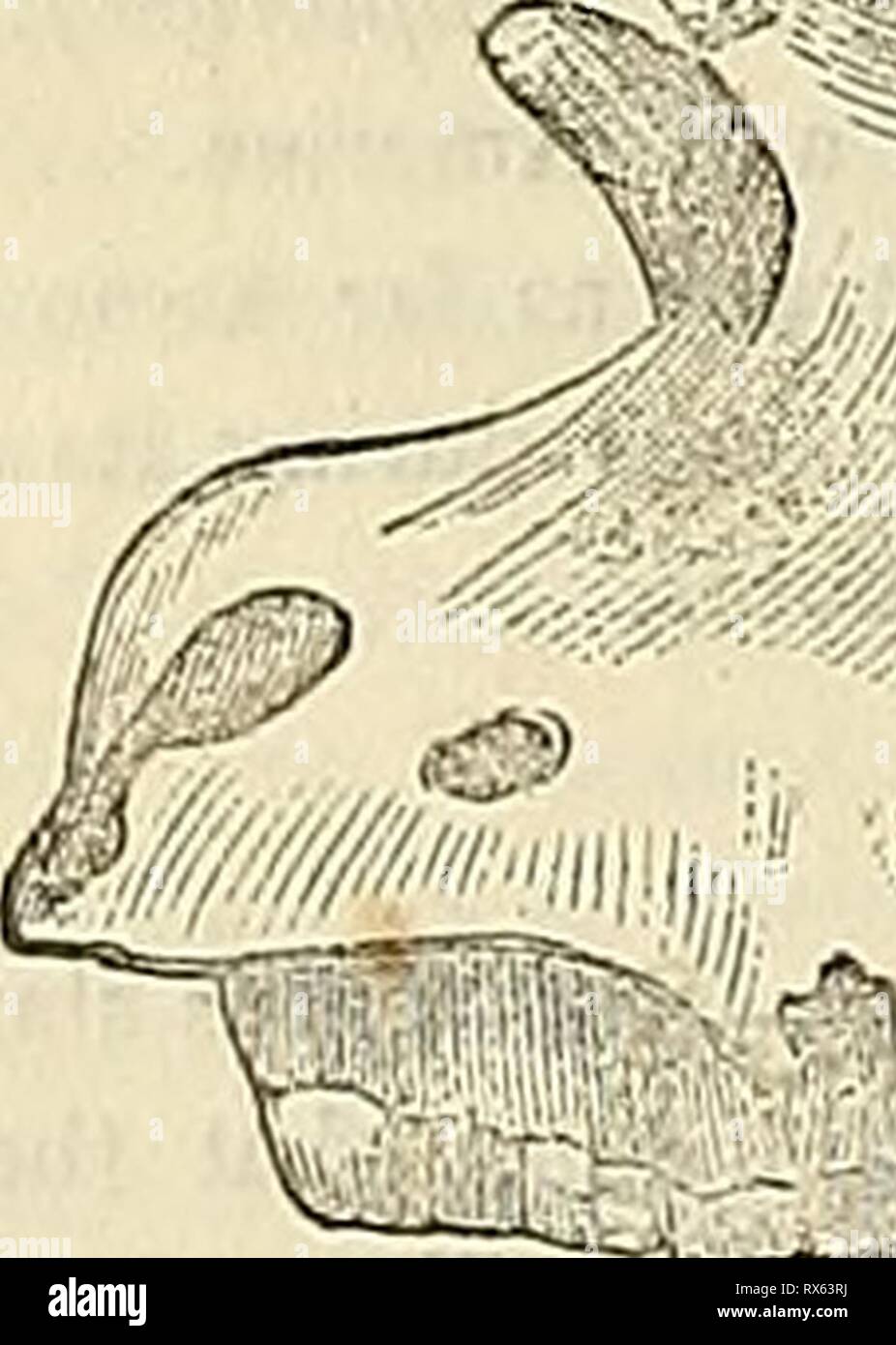 Edinburgh Journal der natürlichen Geschichte Edinburgh Journal der Naturgeschichte und der physikalischen Wissenschaften edinburghjournal 01 macg Jahr: 1835 78 DIE EDINBURGH JOURNAL DER NATÜRLICHEN GESCHICHTE, Haustiere. Die erste Brut sollte sorgfältig aufbewahrt werden; denn wenn Thay induzierte reproduziert werden kann, ihre Nachkommen in allen probabihty erfolgreich und Vollständig gerenderte domestiziert werden, damit eine wertvolle provinsf Beitritt zu den Luxus der Tabelle. Während unseres Aufenthalts auf Prinlaws Haus, in der Nähe von Leslie, in der Pfeife, ein paar Ringdoves gebaut und auf eine Fichte Tanne-Tre inkubiert?, m eine Plantage, die begrenzte Ruder g Stockfoto