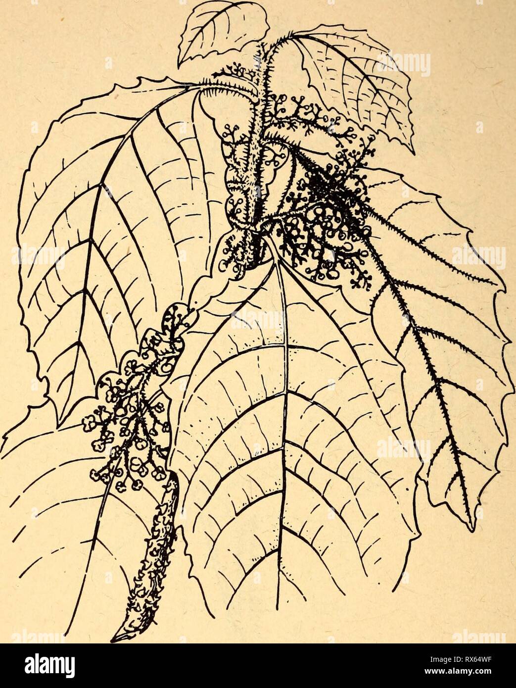 Essbare und giftige Pflanzen von essbaren und giftigen Pflanzen der Karibik ediblepoisonousp 00 Dahl Jahr: 1944 88 70. Brennessel Baum Urera baccifera Es gibt mehrere Sorten der Brennnessel Baum oder Pflanze, einige Stechen stärker als andere. Achtung: Wenn die Blätter oder Zweige der Körper Streik, starke Schmerzen mit irrita- tion, die letzten 24 Stunden oder mehr produziert. Es gibt keine dauerhafte Verletzung noch gibt es müssen für die Behandlung. Die gefährlichsten Nesseln der Region sind die verzweigten Baumstruktur - wie eine, aber Kontakt mit einigen der niedrigen, Soft-stammte Nesseln verursacht häufig starke Schmerzen für ein Stockfoto