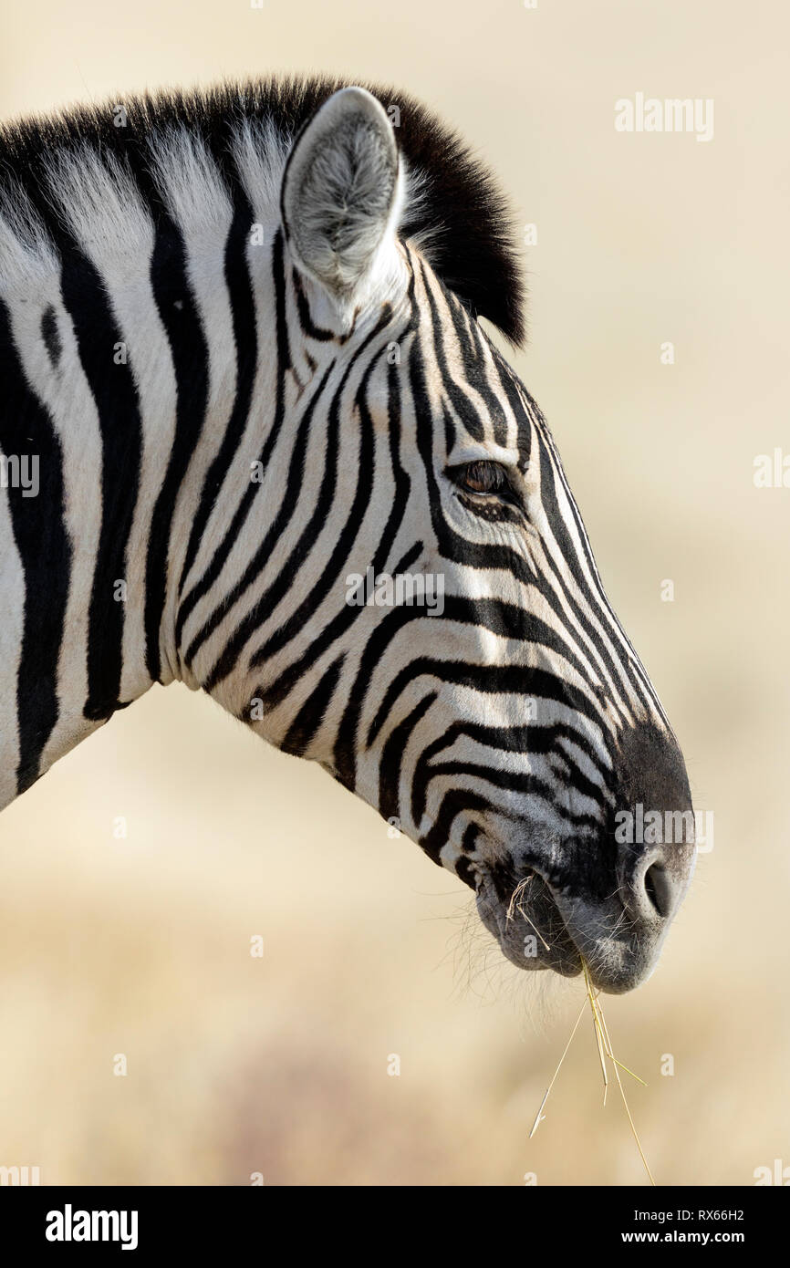 Ein Zebra surft im Gras in der Nähe von Halali Rest Camp im Etosha National Park, Namibia. Stockfoto