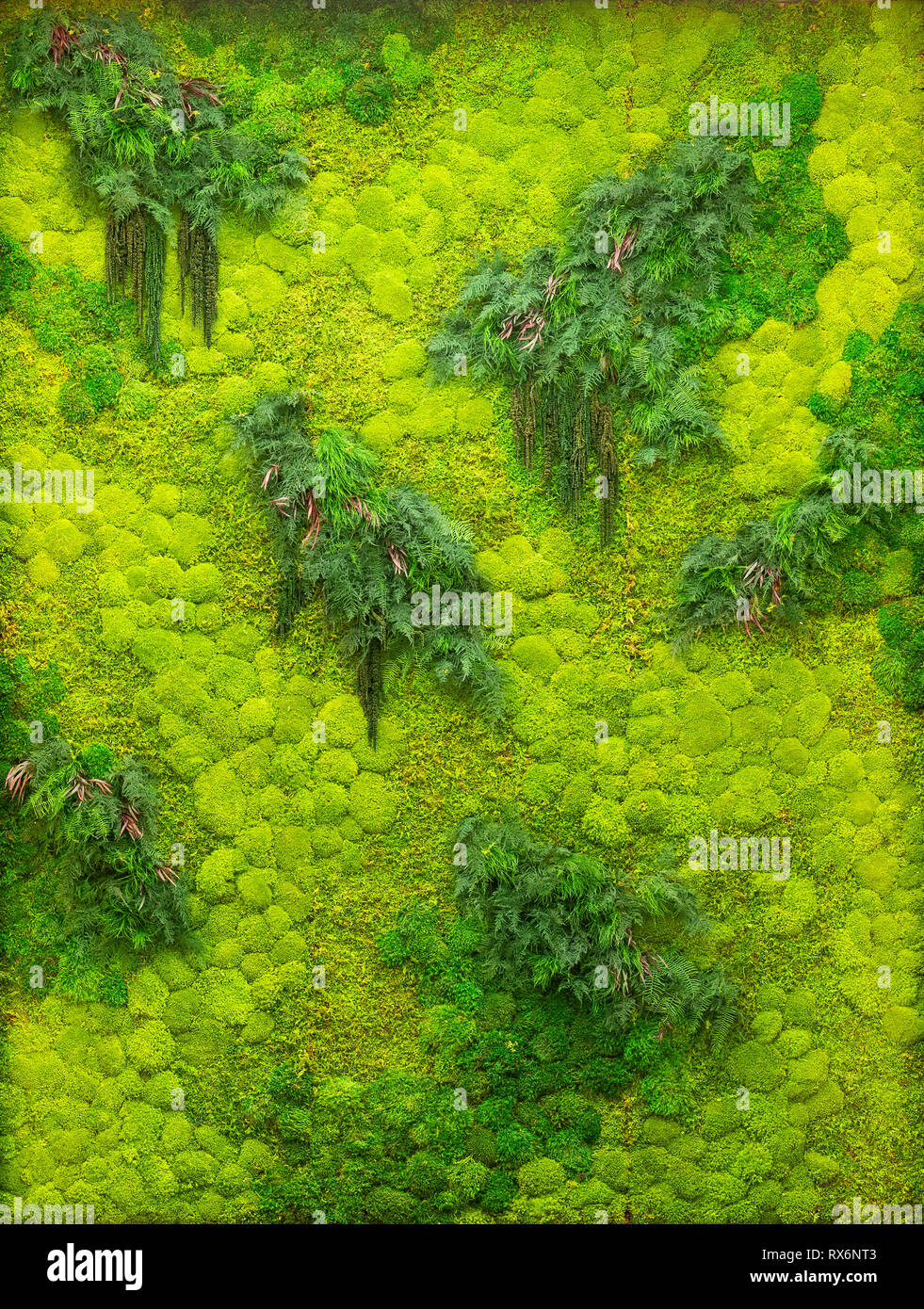 Grüne Mauer von Moos und Farnen Stockfoto