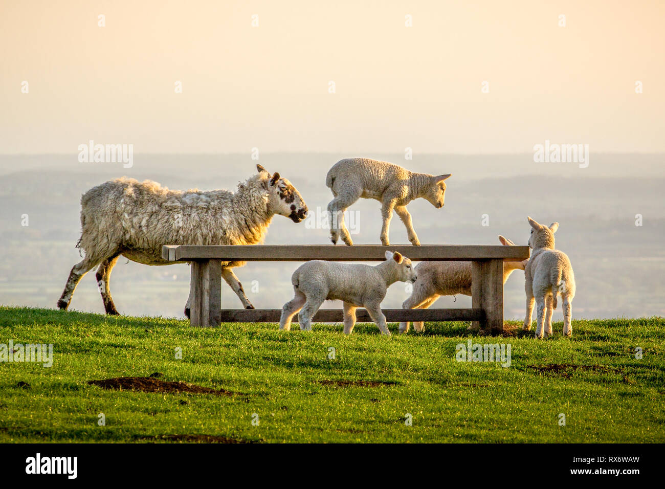 Lamm klettert auf der Werkbank auf Dovers Hill Stockfoto