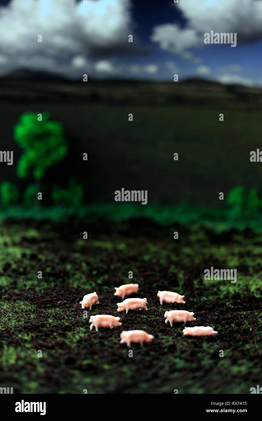 Modell Schweine in einem Feld landwirtschaftliche Szene Stockfoto