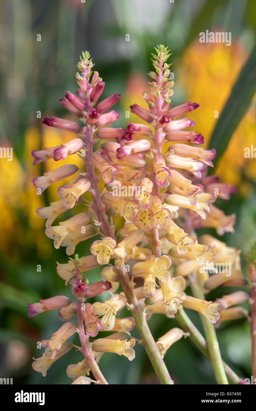 Lachenalia" Rolina". Kap Schlüsselblume Blume. Südafrikanische Blume zum hyazinthe Blüte im Zusammenhang Stockfoto