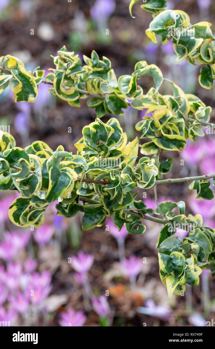 Ligustrum lucidum "Curly Wurly". Chinesische Liguster "Curly Wurly" Blätter im Februar. Großbritannien Stockfoto