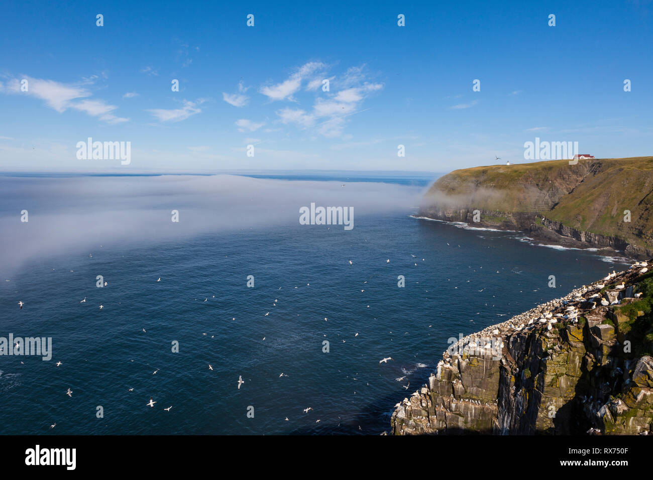Cape St. Mary's Ecological Reserve im Sommer, Basstölpel, Dreizehenmöwe, Mures, seabird Kolonie, Neufundland, Kanada Stockfoto