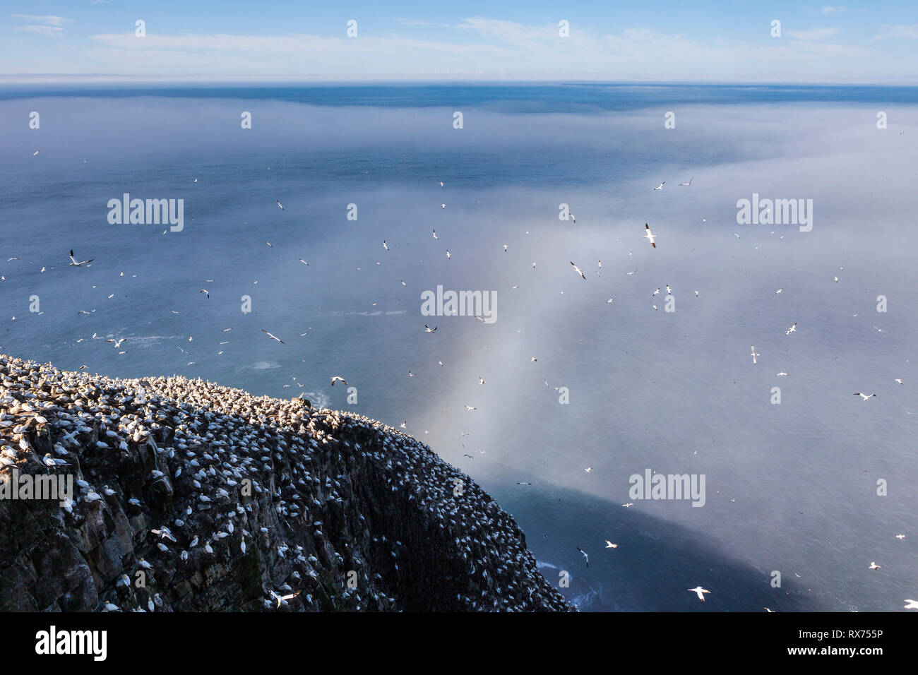 Cape St. Mary's Ecological Reserve im Sommer, Basstölpel, Dreizehenmöwe, Mures, seabird Kolonie, Neufundland, Kanada Stockfoto