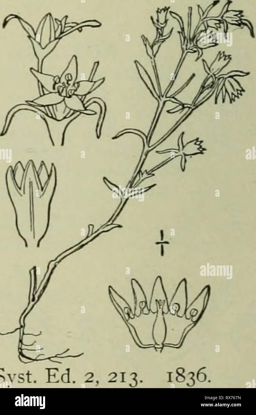 Eine Illustrierte Flora der Eine Illustrierte Flora von der nördlichen USA, Kanada und die britischen Besitzungen: von Neufundland zu den Parallelen der südlichen Grenze von Virginia und vom Atlantik westwärts nach dem 102 Meridian ed2illustratedflo 02 brit Jahr: 1913 etwa 10 Arten, von weiten geografischen Verteilung in der Alten Welt, die folgende eingebürgerte aus Europa als Unkraut. Art: scleranthus Scleranthus annuus annutis L.I.L. Knawel. Deutsche Knotgrass. Abb. 1725. Scleranthus annuus L. Sp. PI. 406. 1753. Viel von langen und ziemlich harten Wurzeln verzweigten, der Branche Stockfoto