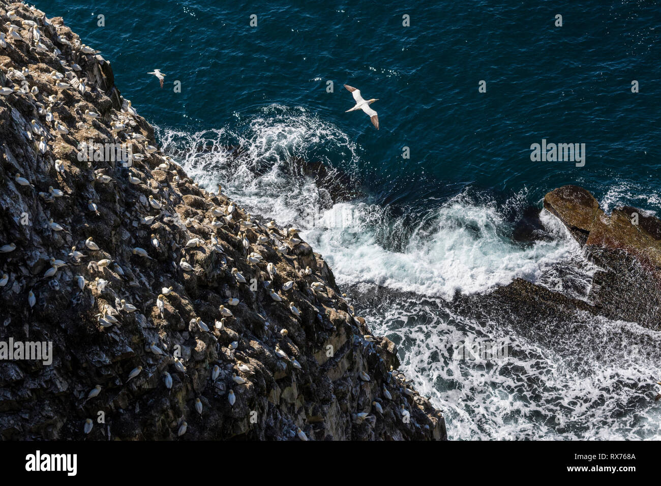 Cape St. Mary's Ecological Reserve im Sommer, Basstölpel, Dreizehenmöwe, Mures, seabird Kolonie, Neufundland, Kanada Stockfoto
