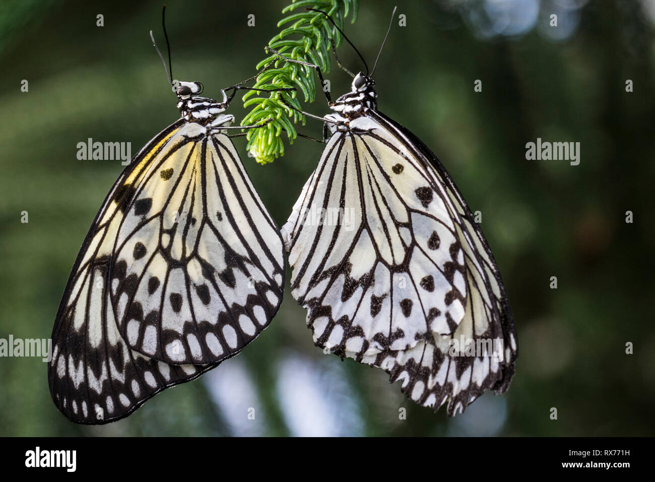 Paar Schmetterlinge: Papier Drachen, reispapier oder großer Baum Nymphe (Idea leuconoe) Paaren auf ein nadelbaum Zweig, die Botanischen Gärten von Montreal, Quebec, Kanada bekannt Stockfoto