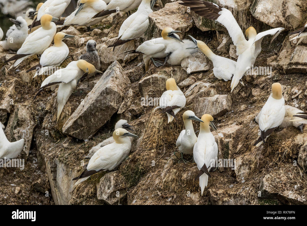 Vögel kämpfen, Northern Gannet, Morus bassanus, ökologische Cape St. Mary's finden, Neufundland, Kanada, Kolonie, Stockfoto