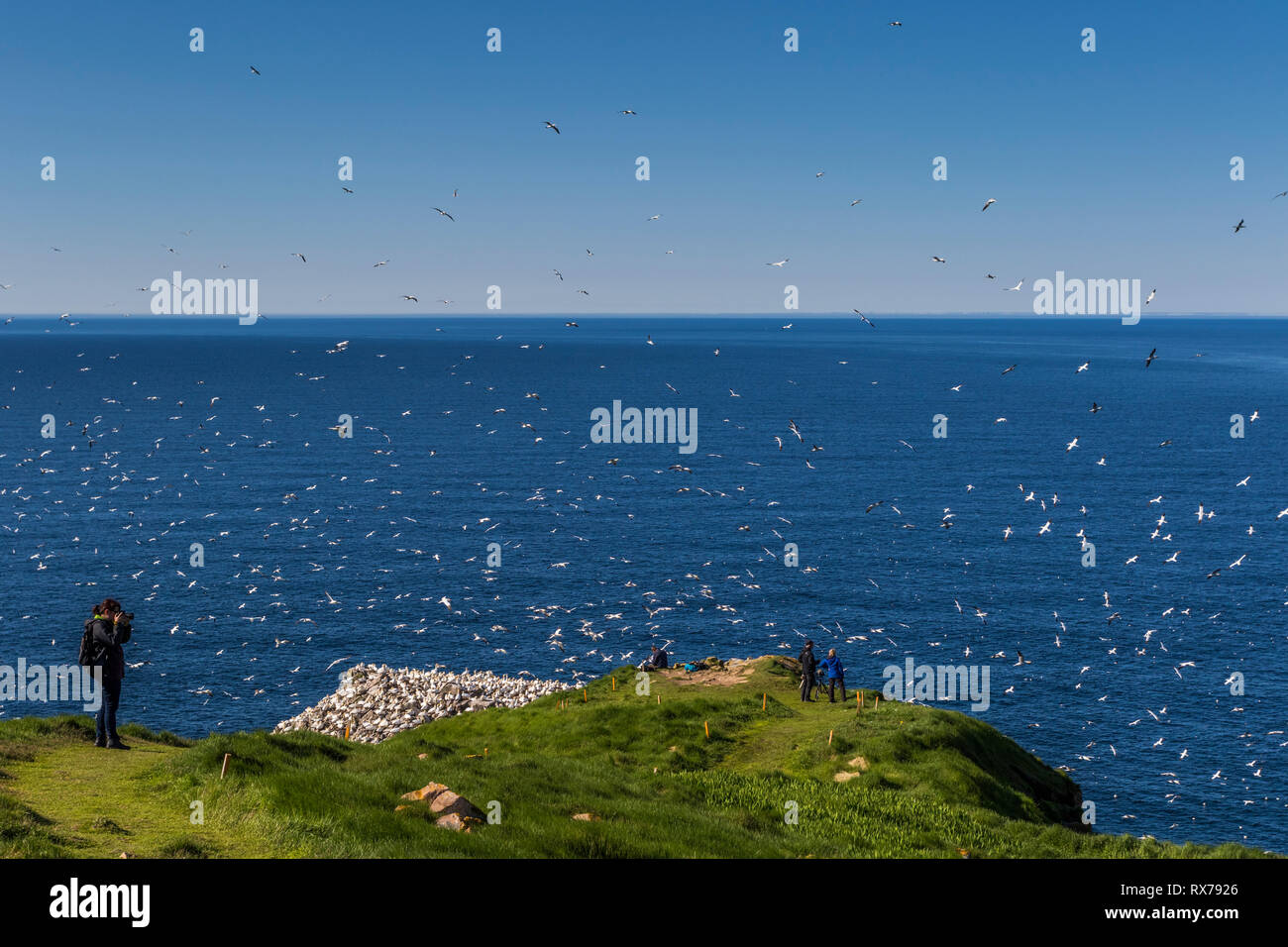 Bird Rock, Cape St. Mary's Ecological Reserve im Sommer, Basstölpel, Dreizehenmöwe, Mures, seabird Kolonie, Neufundland, Kanada Stockfoto