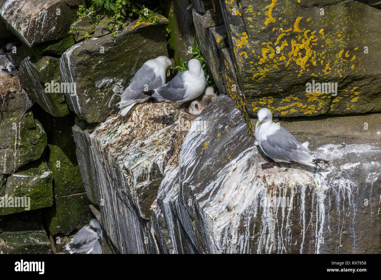 Schwarz-legged Dreizehenmöwe (Rissa tridactyla) Elternteil und chick, Kolonie in ökologischen Cape St. Mary's finden, Neufundland, Kanada Stockfoto