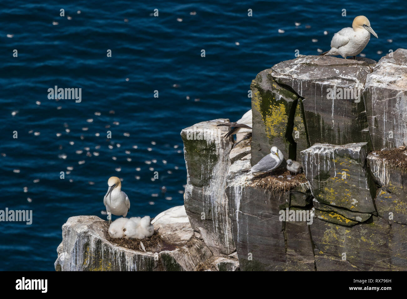 Übersicht Vogelzucht Kolonie, Nord-Gannet, Morus bassanus, Cape St. Mary's ökologisches Reservat, Neufundland, Kanada, mit schwarzbeinigen Dreikittichelmutter, Rissa tridactyla und Küken Stockfoto