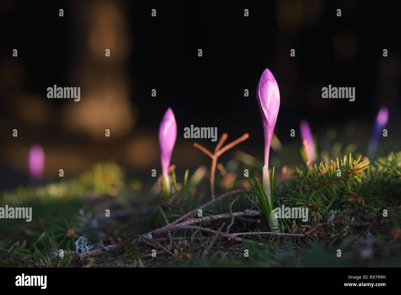 Frühling Blumen in einem Bergwald. Lila Krokusse blühen. Die Strahlen der Morgensonne Stockfoto