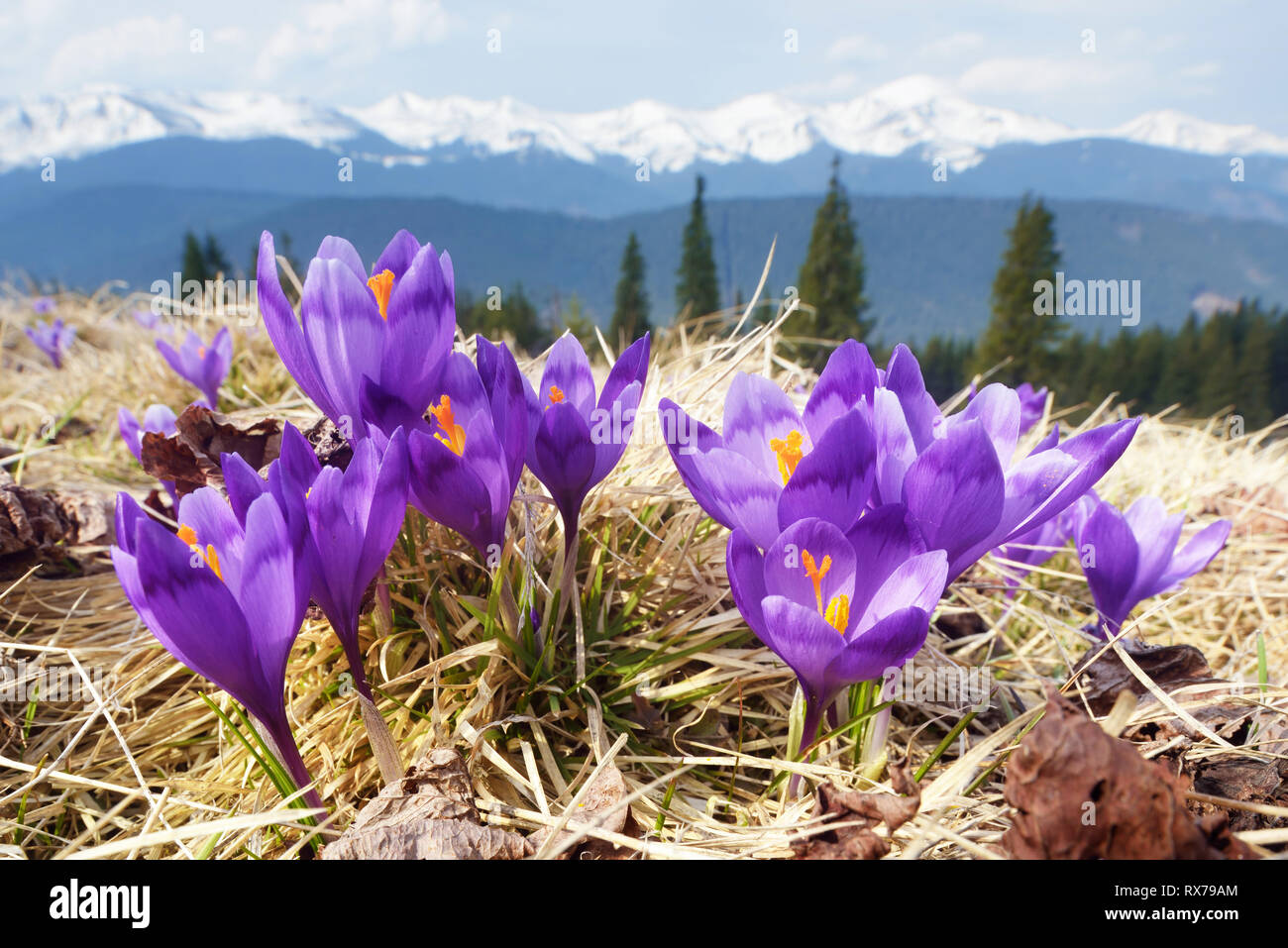 Frühling Blumen. Blühen Violette Krokusse in Bergen. Lichtung Primeln. Solar Landschaft. Karpaten, Ukraine, Europa Stockfoto